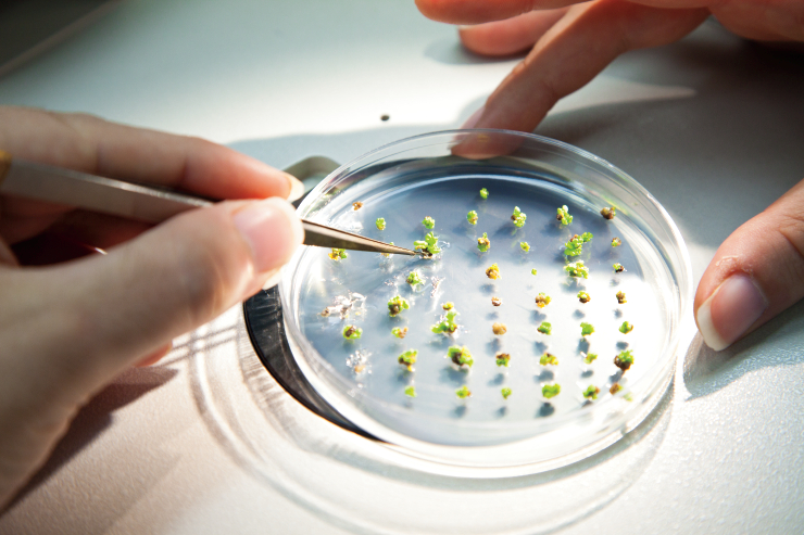 Germination