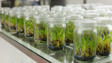 Grass Feed Evaluation