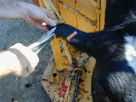 Diagnostic Testing