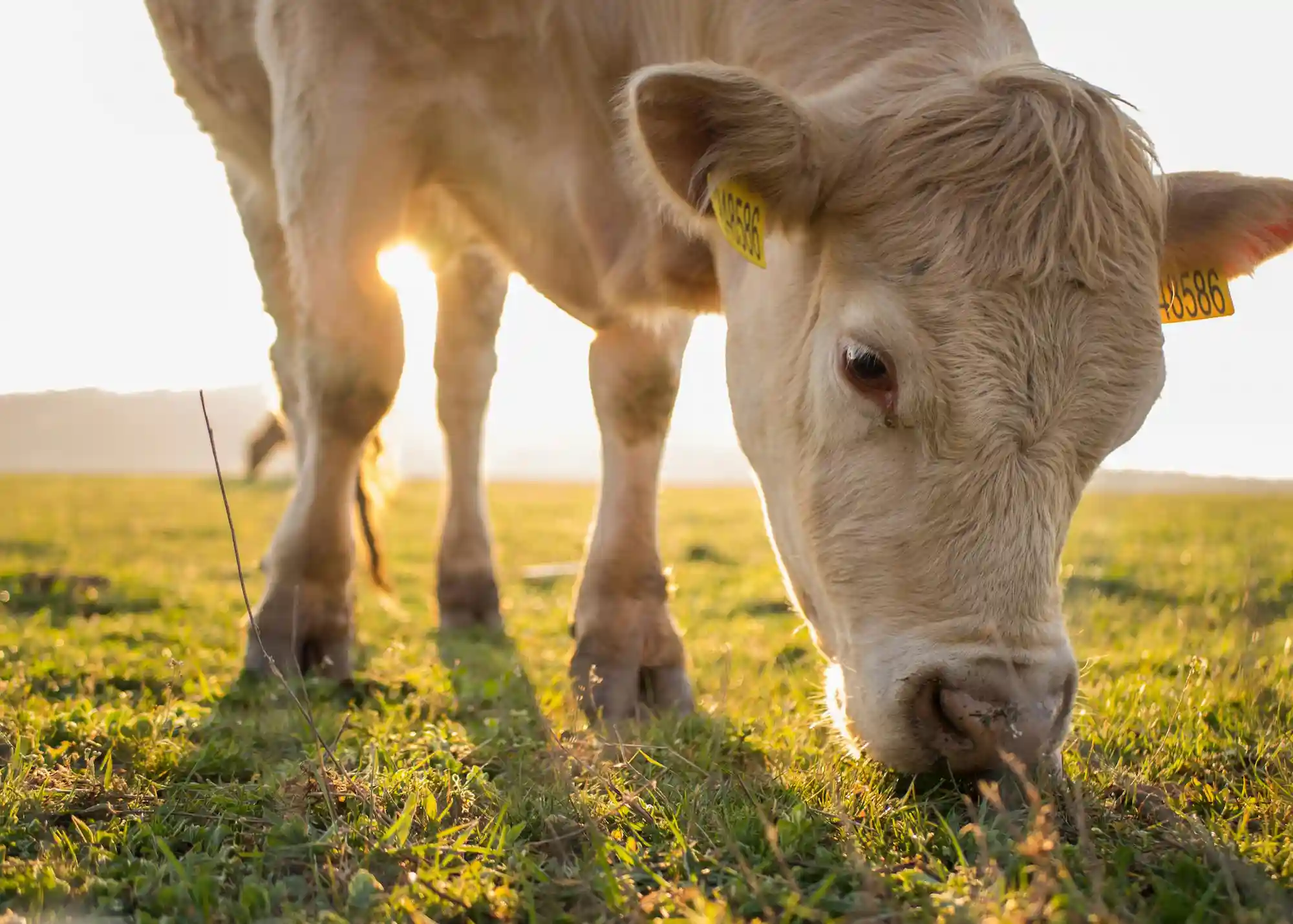 Herd Fertility Monitoring